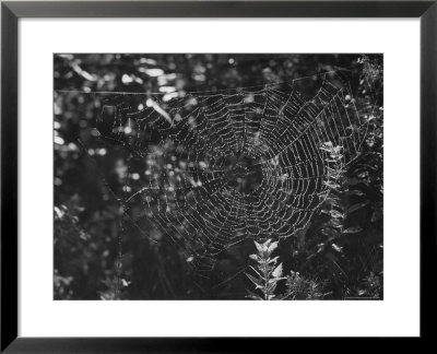Spider In Its Web: Orb Weaver's Web, Measuring 3 Feet Across by Andreas Feininger Pricing Limited Edition Print image