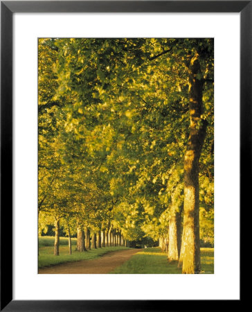Avenue Of Trees, Switzerland by Jon Arnold Pricing Limited Edition Print image