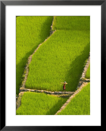 Rice Terraces Of Batad At Banaue, Luzon Island, Philippines by Michele Falzone Pricing Limited Edition Print image