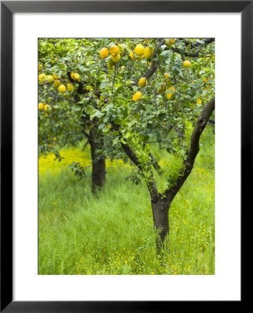 Lemon Grove, Sorrento, Campania, Italy by Walter Bibikow Pricing Limited Edition Print image