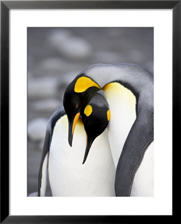 King Penguin Pair Pre-Mating Behaviour, Salisbury Plain, South Georgia by James Hager Pricing Limited Edition Print image