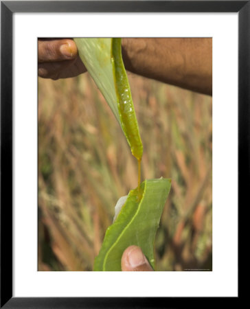 Close Up Of Torn Aloe Vera Leaf With Juice Running Out, Village Of Borunda, Rajasthan State, India by Eitan Simanor Pricing Limited Edition Print image