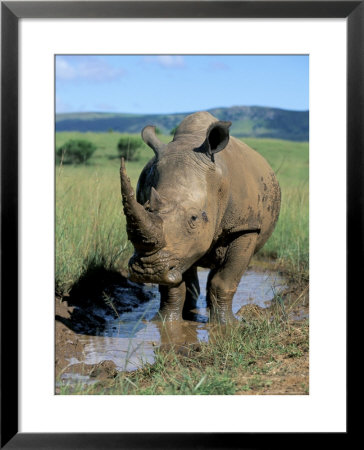 White Rhino (Ceratotherium Simum) Cooling Off, Itala Game Reserve, South Africa, Africa by Steve & Ann Toon Pricing Limited Edition Print image
