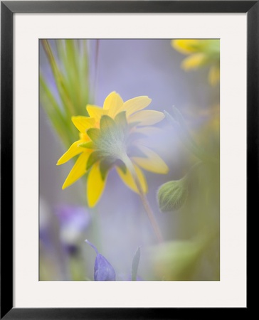 Close-Up Of Wildflowers by Ellen Anon Pricing Limited Edition Print image