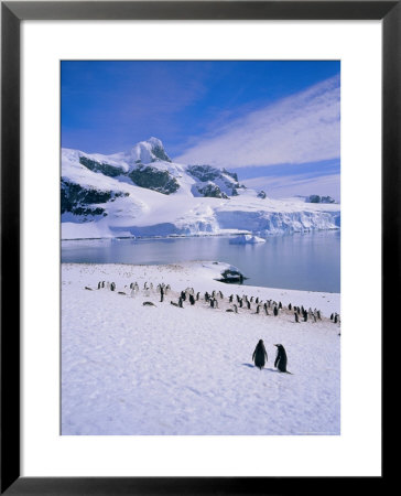 Gentoo Penguins, Antarctic Peninsula, Antarctica by Geoff Renner Pricing Limited Edition Print image