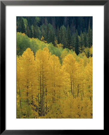 Yellow Aspens, Colorado, Usa by Jean Brooks Pricing Limited Edition Print image