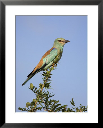European Roller (Coracias Garrulus), Kruger National Park, South Africa, Africa by Ann & Steve Toon Pricing Limited Edition Print image