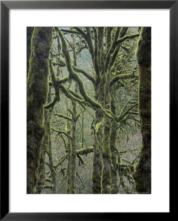 Moss Covered Maple Trees, Dosewallips Campground, Olympic National Park, Washington State, Usa by Aaron Mccoy Pricing Limited Edition Print image