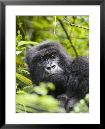Adult Female Mountain Gorilla (Gorilla Gorilla Beringei), Group 13, Rwanda, Africa by James Hager Pricing Limited Edition Print image