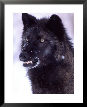 Black Timber Wolf Snarling, Utah, Usa by David Northcott Pricing Limited Edition Print image