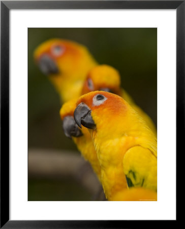 Closeup Of Five Captive Sun Parakeets by Tim Laman Pricing Limited Edition Print image