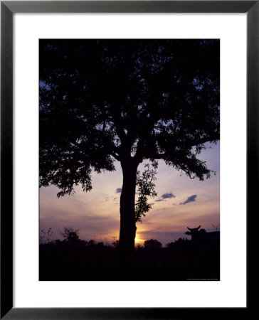Cattle Graze Beneath A Shea Tree In Uganda by David Pluth Pricing Limited Edition Print image
