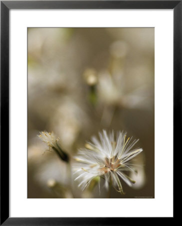 Fireweed Groundsel, Senecio Linearifolius, Seed Flower, Yellingbo Nature Reserve, Australia by Jason Edwards Pricing Limited Edition Print image