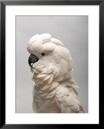 Salmon-Crested Cockatoo At The Sedgwick County Zoo, Kansas by Joel Sartore Pricing Limited Edition Print image