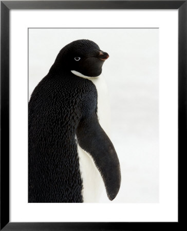 Portrait Of Adelie Penguin by Ralph Lee Hopkins Pricing Limited Edition Print image