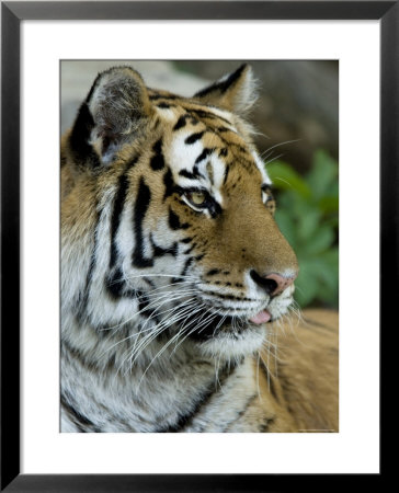 Siberian Tiger Sticks Its Tongue Out At The Henry Doorly Zoo, Nebraska by Joel Sartore Pricing Limited Edition Print image