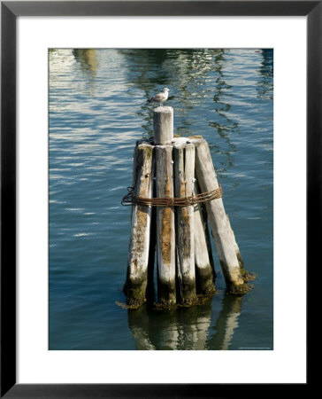 Seagull Perched On A Wooden Piling In Old Harbor, Block Island, Rhode Island by Todd Gipstein Pricing Limited Edition Print image