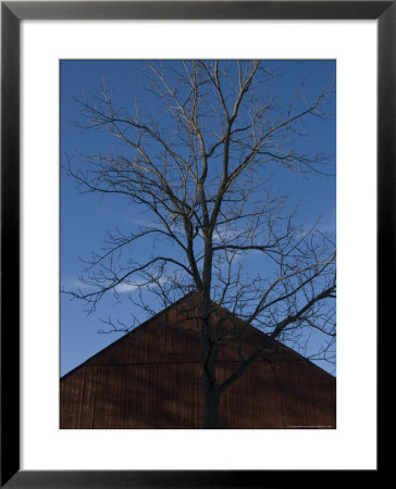 Gable Of An Old Barn And A Tree Against A Clear Blue Sky by Todd Gipstein Pricing Limited Edition Print image