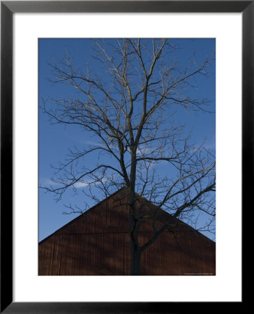 Gable Of An Old Barn And A Tree Against A Clear Blue Sky by Todd Gipstein Pricing Limited Edition Print image