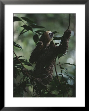 Sloth In Rain Forest Branches by Mattias Klum Pricing Limited Edition Print image