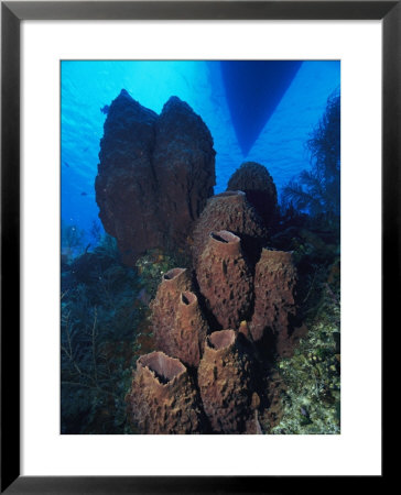 Cluster Of Giant Barrel Sponges by Heather Perry Pricing Limited Edition Print image
