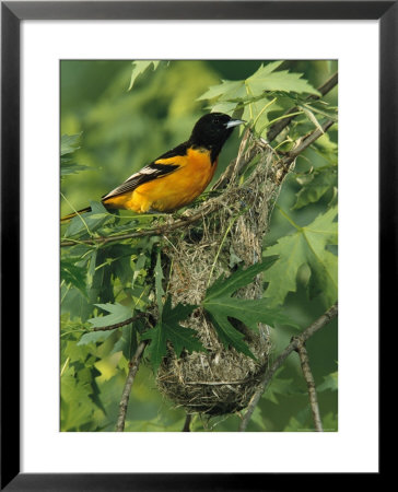 Baltimore Oriole Nesting In Wild by George Grall Pricing Limited Edition Print image