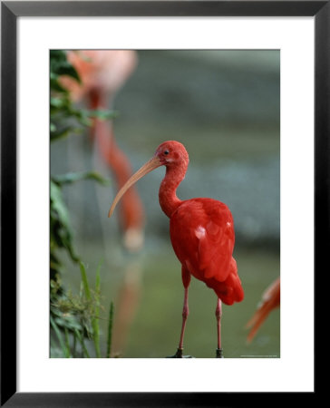 Scarlet Ibis Perches On A Rock by Norbert Rosing Pricing Limited Edition Print image