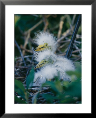 Great Egret Babies, Florida by Roy Toft Pricing Limited Edition Print image
