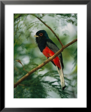 Surucua Trogon, Iguazu Falls, Argentina by Roy Toft Pricing Limited Edition Print image