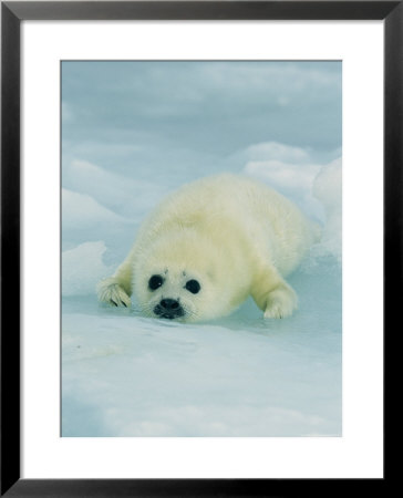Harp Seal Resting In A Icy White Environment by Brian J. Skerry Pricing Limited Edition Print image