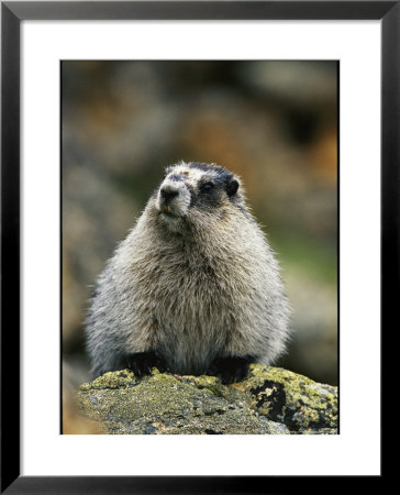 Portrait Of A Hoary Marmot Sitting On A Lichen Encrusted Rock by Michael S. Quinton Pricing Limited Edition Print image