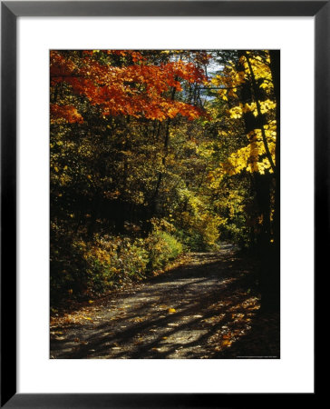 Maple Trees Along The Roy Gap Road Trail by Raymond Gehman Pricing Limited Edition Print image