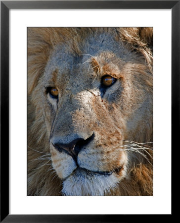 Portrait Of A Male African Lion, Panthera Leo, Okavango Delta, Botswana by Beverly Joubert Pricing Limited Edition Print image