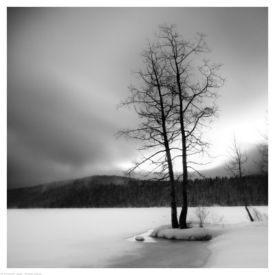 Lake Of Woods Tree I by Shane Settle Pricing Limited Edition Print image