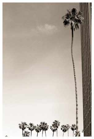 Tall Palm by Shane Settle Pricing Limited Edition Print image