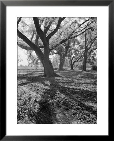 Trees On The Nelson Doubleday Plantation by Alfred Eisenstaedt Pricing Limited Edition Print image