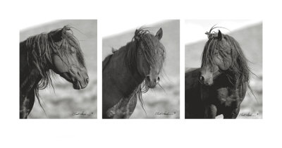 Wild Stallion Triptych by Claude Steelman Pricing Limited Edition Print image