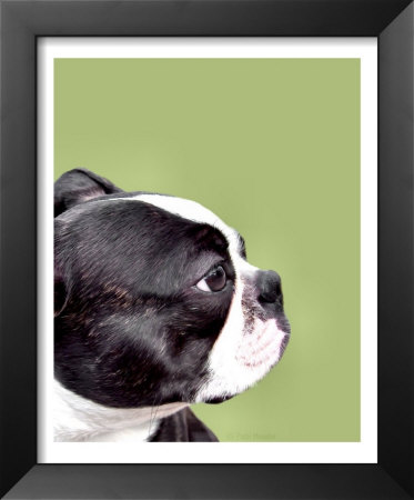Boston Terrier On Avocado by Patti Meador Pricing Limited Edition Print image