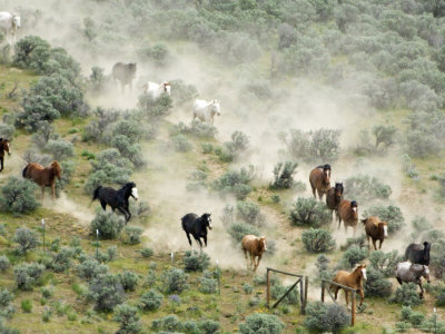 Running Horses Form Vee Shape During Roundup, Malaga, Washington, Usa by Dennis Kirkland Pricing Limited Edition Print image