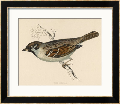Tree Sparrow by Reverend Francis O. Morris Pricing Limited Edition Print image
