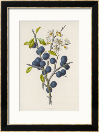 Blackthorn by F. Edward Hulme Pricing Limited Edition Print image