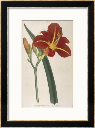 Tawny Day Lily by William Curtis Pricing Limited Edition Print image
