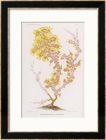 Anthozoanthe Parasite: A Type Of Coral by P. Lackerbauer Pricing Limited Edition Print image