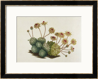 Dwarf Houseleek by William Curtis Pricing Limited Edition Print image