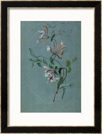 Honeysuckle by Pierre-Joseph Redouté Pricing Limited Edition Print image