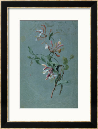 Honeysuckle by Pierre-Joseph Redoute Pricing Limited Edition Print image