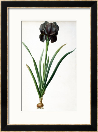 Iris Luxiana, From Les Liliacees by Pierre-Joseph Redoute Pricing Limited Edition Print image