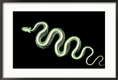 Snake Skeleton, Probably Nerodia Or Thamnophis by David M. Dennis Pricing Limited Edition Print image