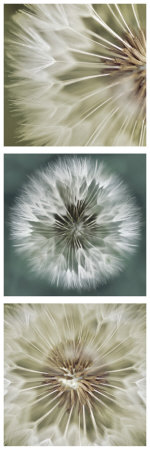 Soft Elements by Irene Miller Pricing Limited Edition Print image