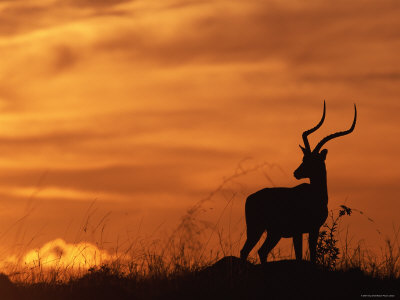 Male Impala Silhouetted Against Sky At Sunset, Masai Mara Game Reserve, Kenya by Anup Shah Pricing Limited Edition Print image